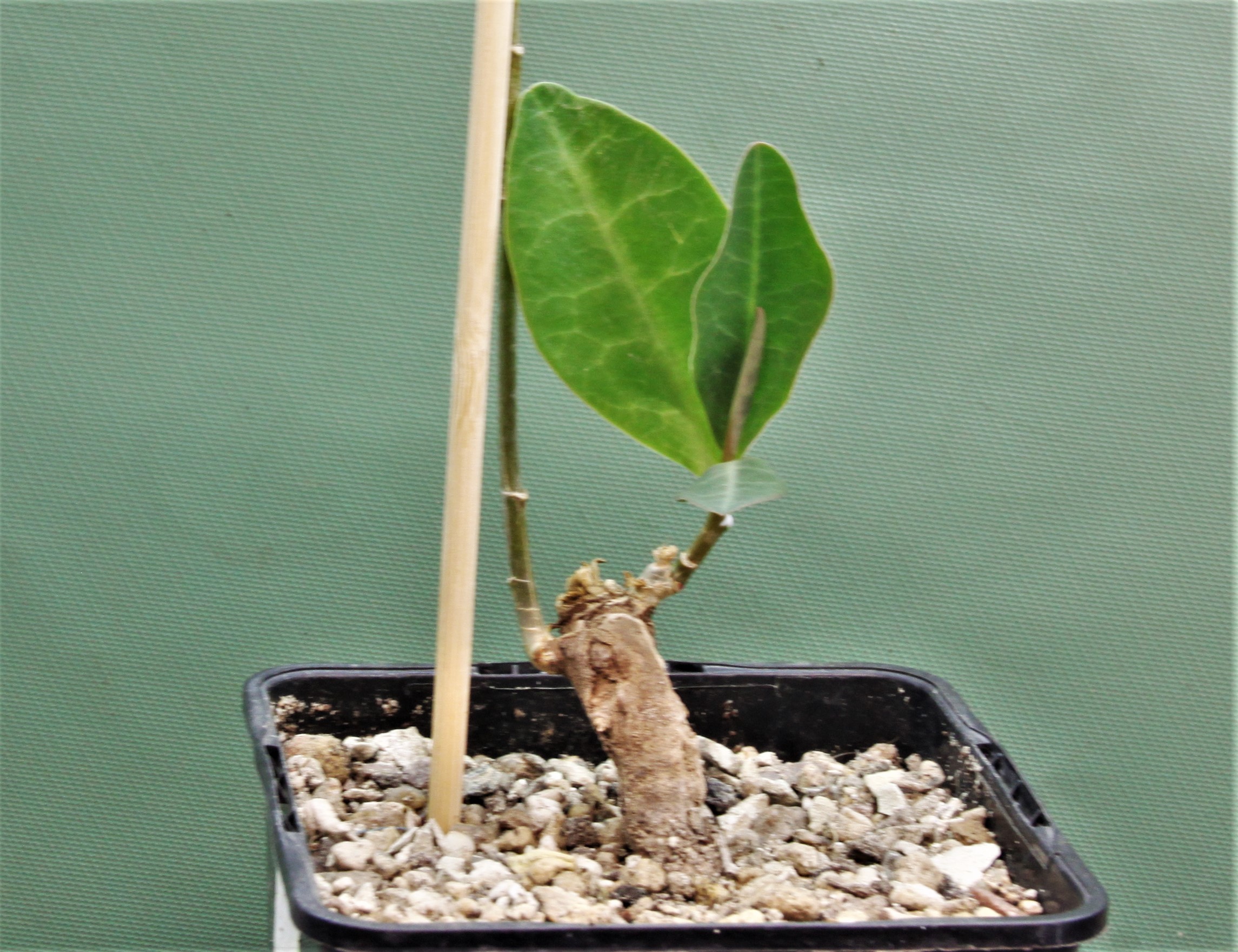 Euphorbia-aff.-specksii-Karonga-Malawi-8