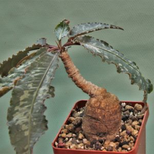 Euphorbia-cremesi-grey-tuber-Llakaka-Madagascar-1