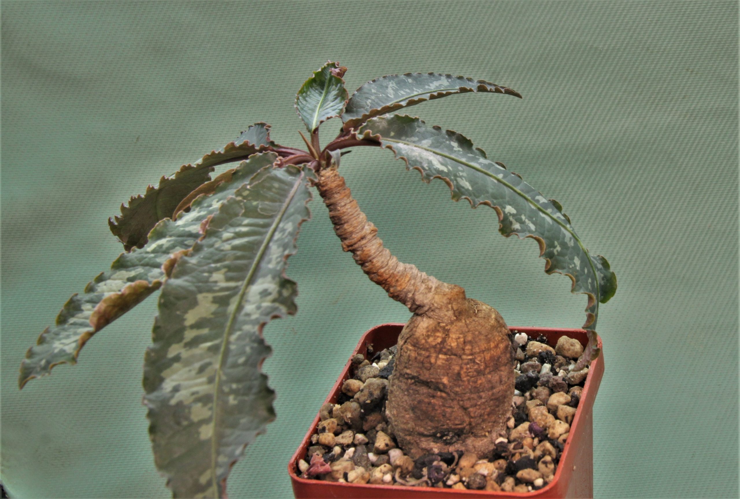 Euphorbia-cremesi-grey-tuber-Llakaka-Madagascar-1