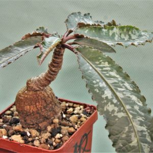 Euphorbia-cremesi-grey-tuber-Llakaka-Madagascar-2
