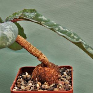 Euphorbia-cremesi-red-tuber-Llakaka-Madagascar.