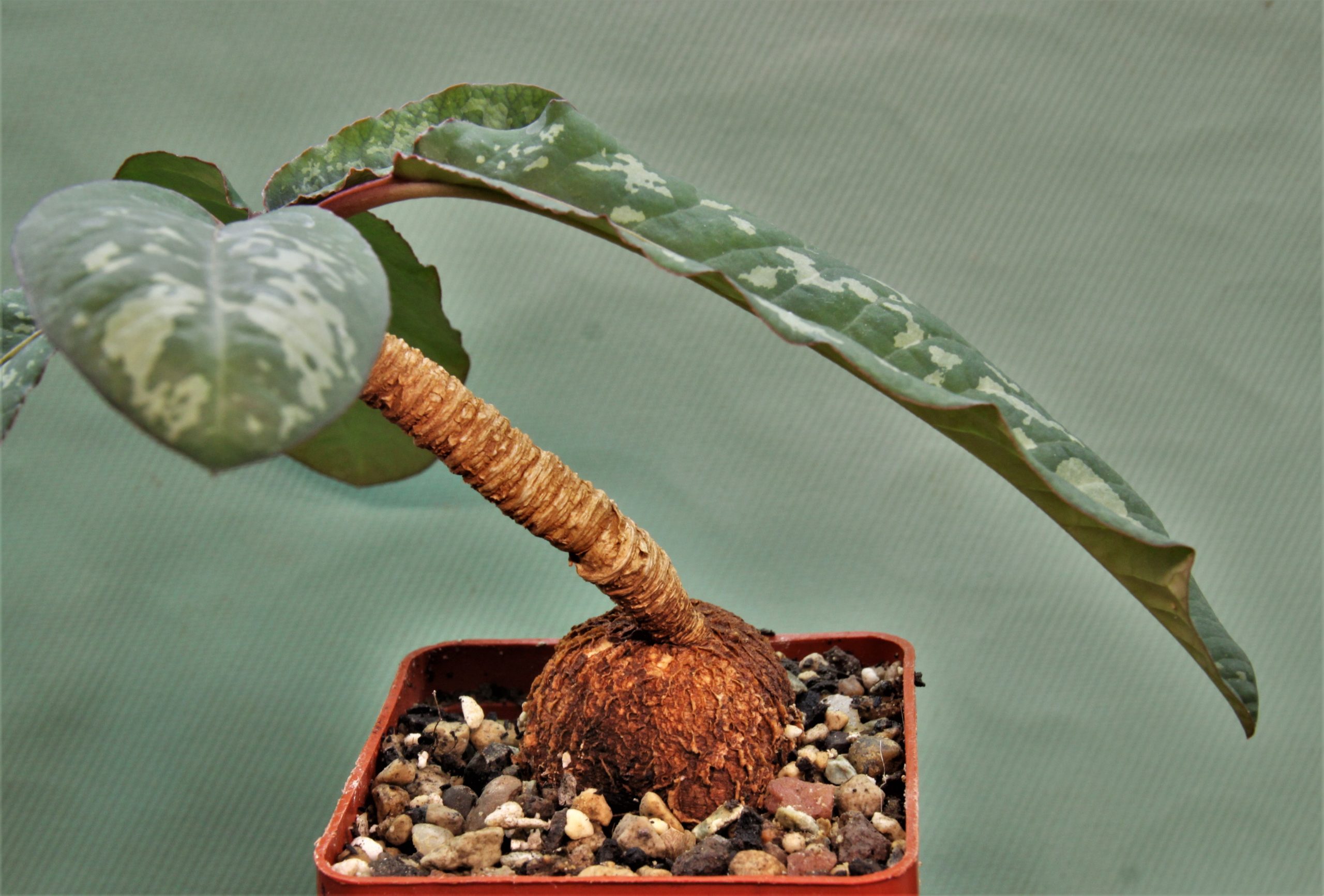 Euphorbia-cremesi-red-tuber-Llakaka-Madagascar.
