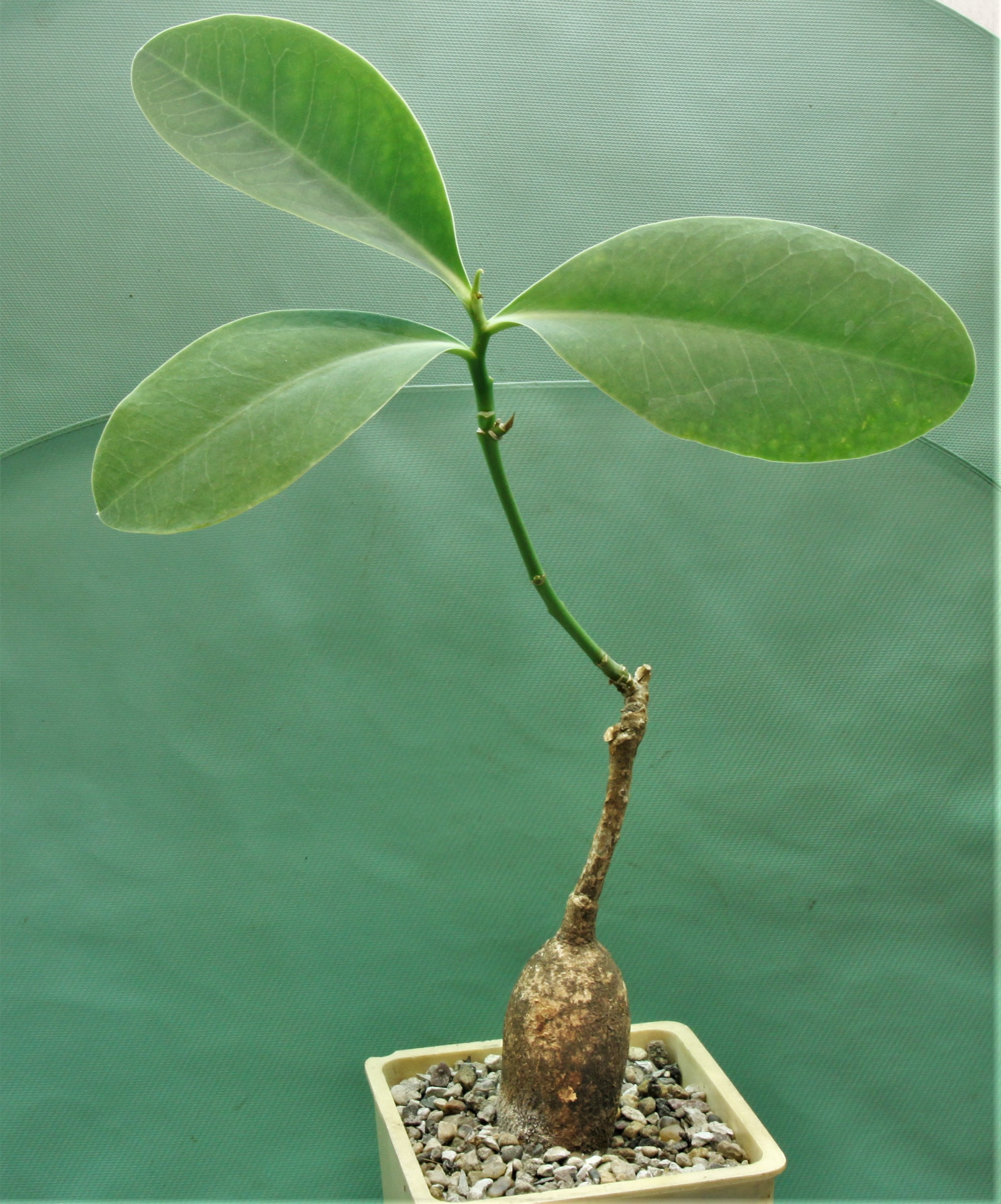 Euphorbia-maritae