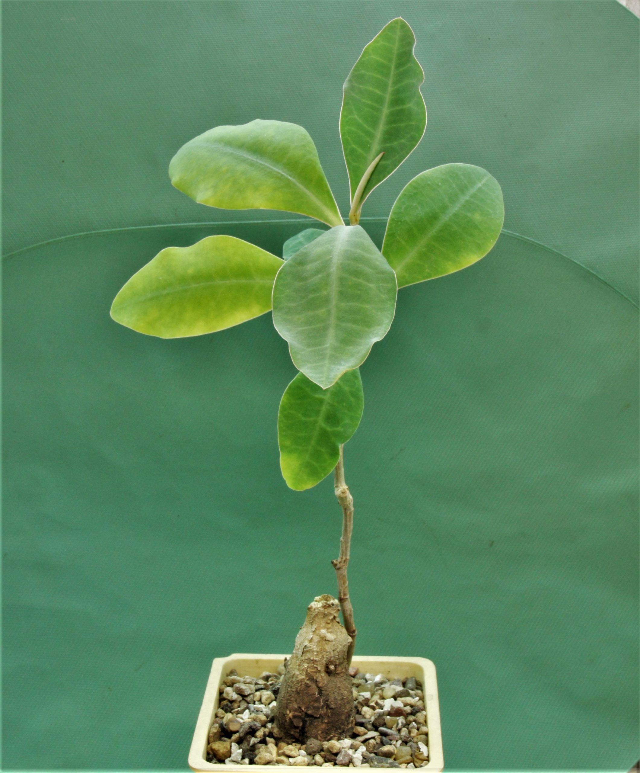 Euphorbia-specksii