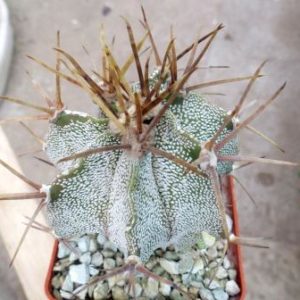 astrophytum ornatum var mirabelli