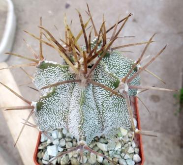 astrophytum ornatum var mirabelli