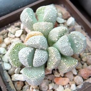 aloinopsis villetii