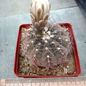 gymnocalycium stellatum