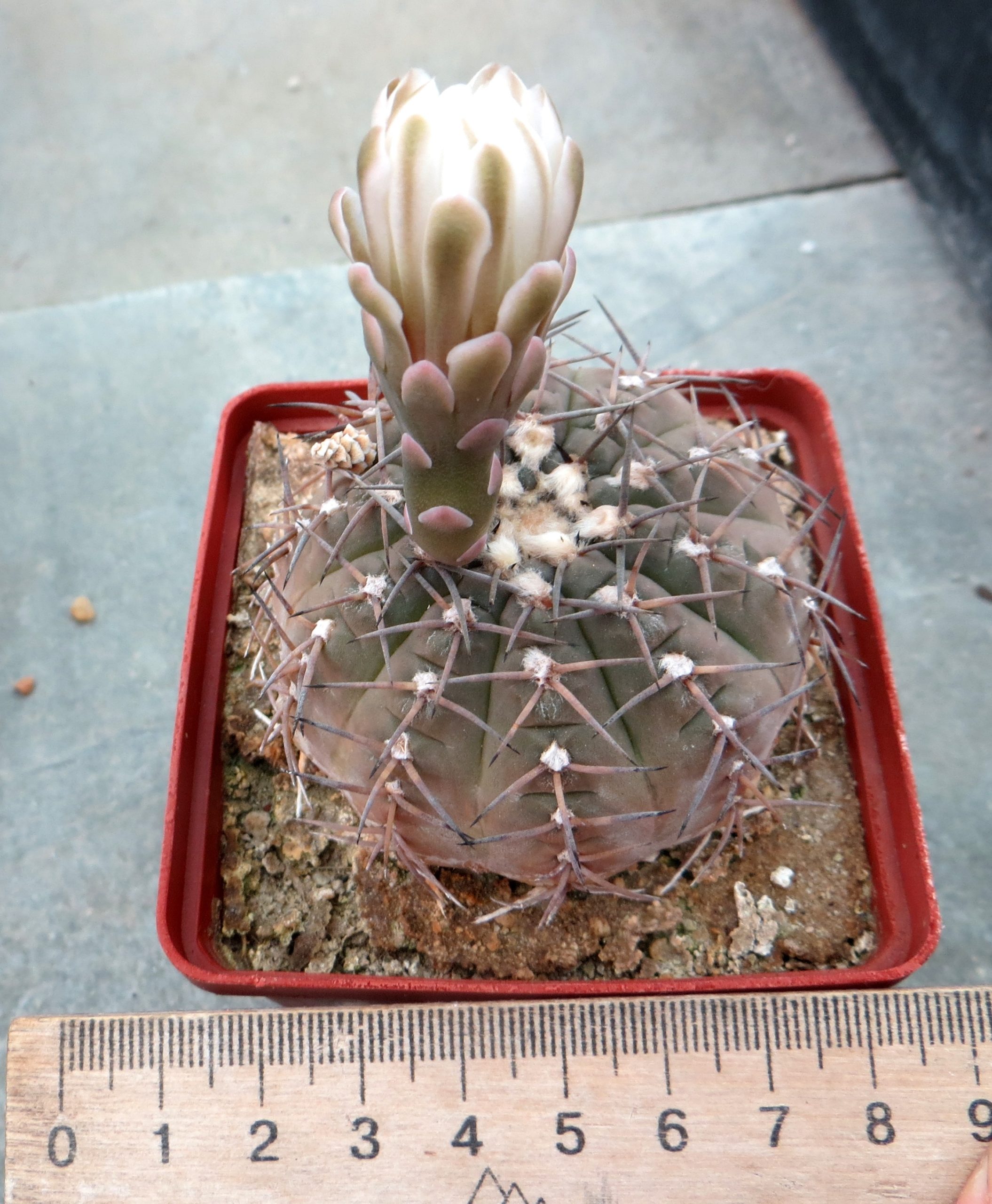 gymnocalycium stellatum