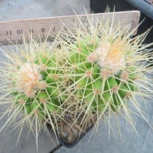 echinocactus grusonii