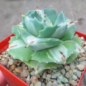 agave isthmensis shoji raijin
