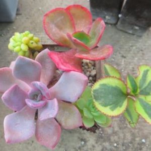mix суккуленти
