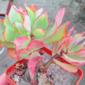 crassula blue bird