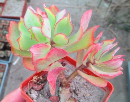 crassula blue bird