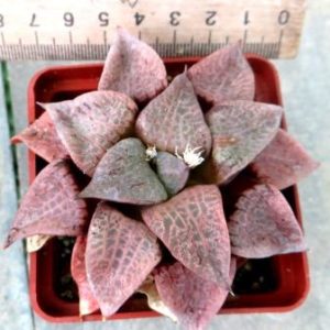 haworthia comptoniana akanko