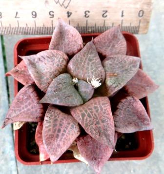 haworthia comptoniana akanko