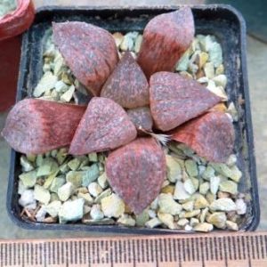 haworthia picta pink