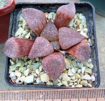 haworthia picta pink