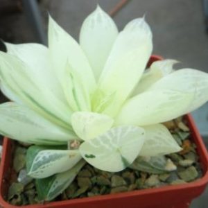 haworthia variegata