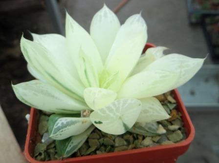 haworthia variegata