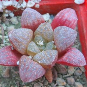 Haworthia turgida var. suberecta