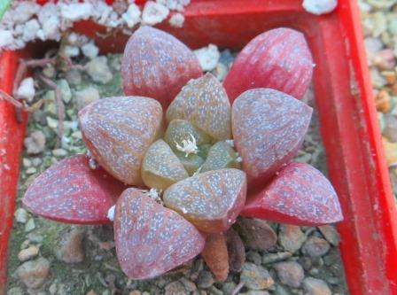 Haworthia turgida var. suberecta