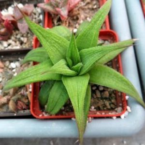 haworthia green ork