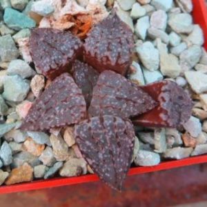 haworthia picta tricolor