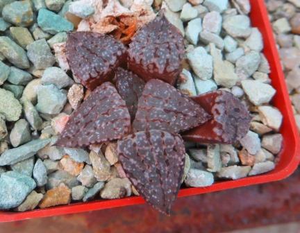 haworthia picta tricolor