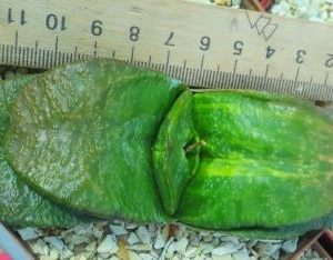 gasteria armstrongii variegata