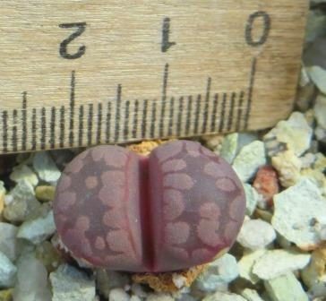 lithops otzeniana cesky granat