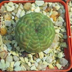 euphorbia obesa