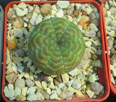 euphorbia obesa