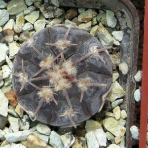 gymnocalycium prochazkianum CN 747