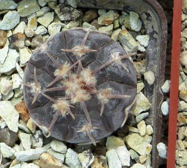 gymnocalycium prochazkianum CN 747