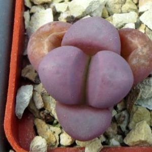lithops meyeri hammeruby