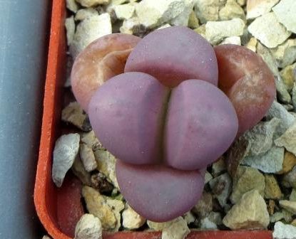 lithops meyeri hammeruby