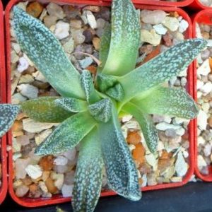 nananthus margaritifera caudex