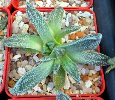nananthus margaritifera caudex