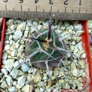 gymnocalycium armatum HS 300