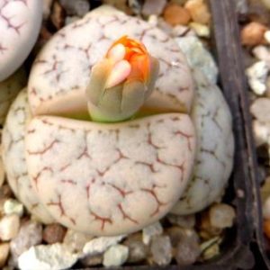 lithops gracilidelineata v.waldroniae c-189