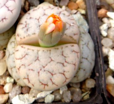 lithops gracilidelineata v.waldroniae c-189