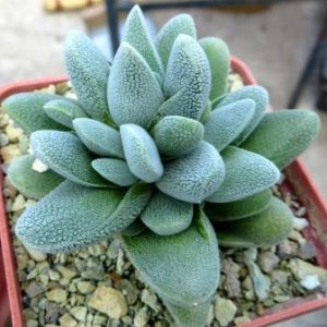 crassula tecta