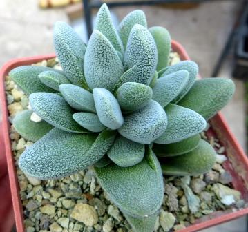crassula tecta