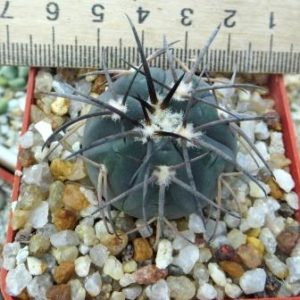 gymnocalycium spegazzinii v horizonthalonius
