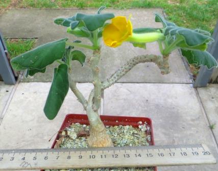 uncarina roeoesliana