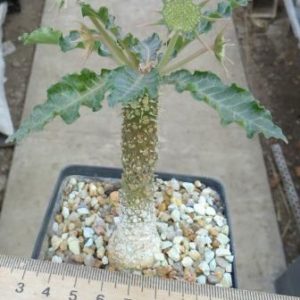 dorstenia species Тay