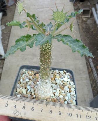 dorstenia species Тay