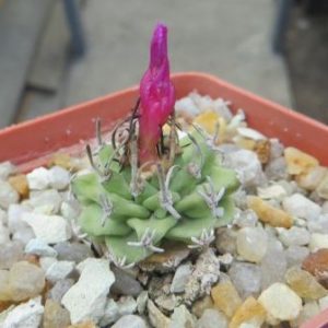 turbinicarpus alonsoi
