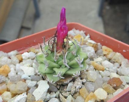 turbinicarpus alonsoi